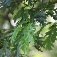 Quercus robur L.